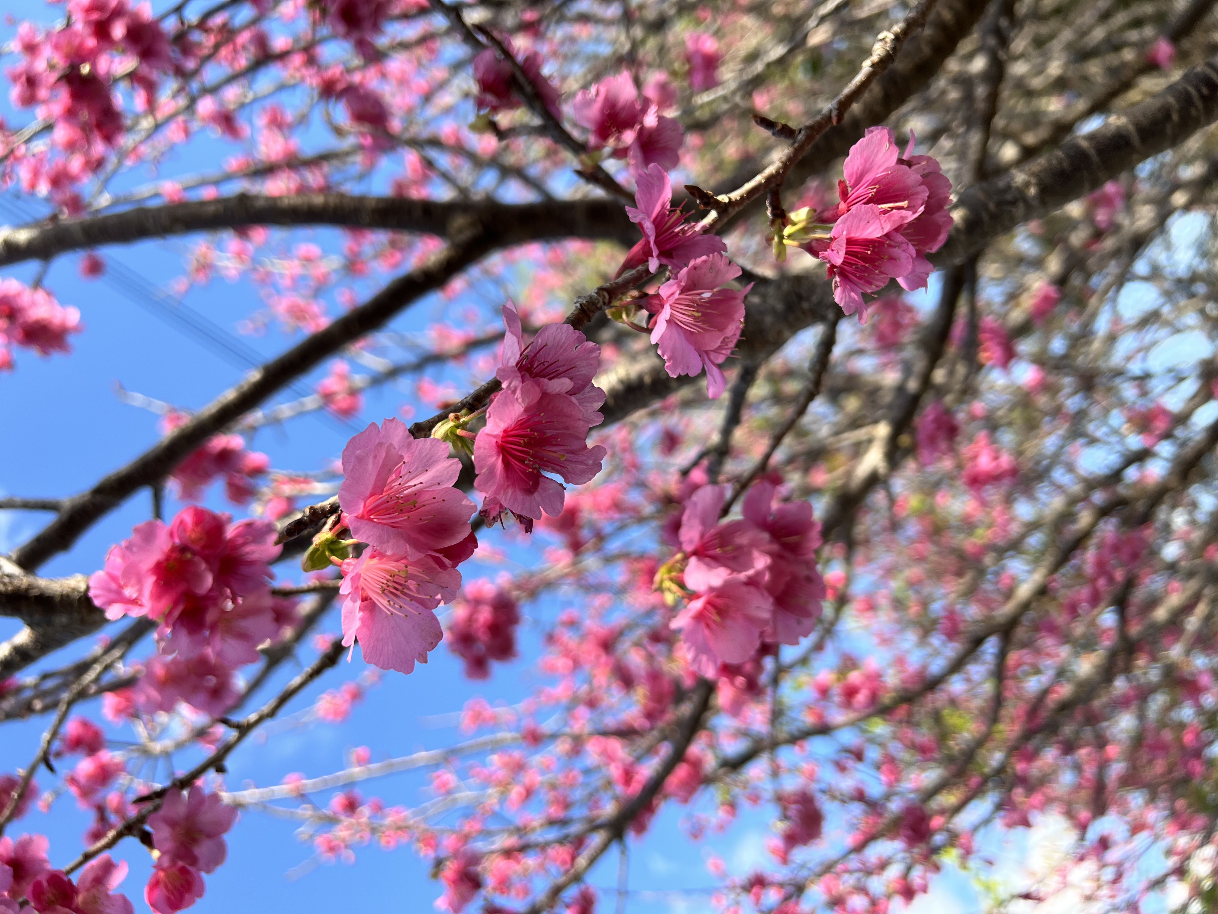 さくら様お取り置き　10月15日まで　1880円 直営店限定>初御代桜 和み碗